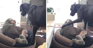 Un gran danés hace una rabieta porque el padre intenta dormir en su cama Un gran danés hace una rabieta porque el padre intenta dormir en su cama
