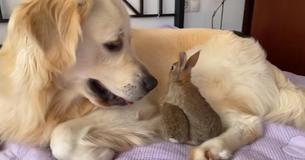 Dosis de ternura: estos conejitos creen que la Golden Retriever es su madre Dosis de ternura: estos conejitos creen que la Golden Retriever es su madre