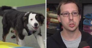 Hund wird gestohlen, alarmiert Mitarbeiter des Ladens, dass das Paar, mit dem er gekommen war, seine Entführer sind Hund wird gestohlen, alarmiert Mitarbeiter des Ladens, dass das Paar, mit dem er gekommen war, seine Entführer sind