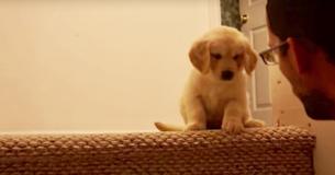 Papa bringt nervösen Golden Retriever-Welpen das Treppenlaufen bei Papa bringt nervösen Golden Retriever-Welpen das Treppenlaufen bei