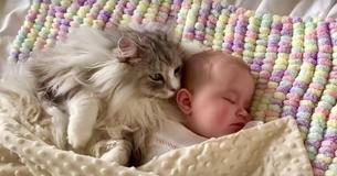 Eine riesige Maine Coon Katze schläft neben einem Baby in einem herzerwärmenden Clip Eine riesige Maine Coon Katze schläft neben einem Baby in einem herzerwärmenden Clip