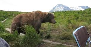 Orso bruno selvatico si siede vicino a un uomo e alla sua sedia da campeggio Orso bruno selvatico si siede vicino a un uomo e alla sua sedia da campeggio