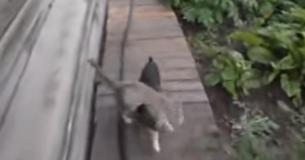 Matte säger åt hunden att få hem katten och ingen kan sluta skratta åt hur hunden gör det Matte säger åt hunden att få hem katten och ingen kan sluta skratta åt hur hunden gör det