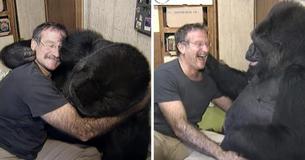 Robin Williams faz gorila em luto pela morte de seu amigo rir novamente após seis meses Robin Williams faz gorila em luto pela morte de seu amigo rir novamente após seis meses
