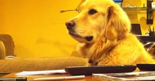 Golden retriever sigue el ritmo de la guitarra con puro arte Golden retriever sigue el ritmo de la guitarra con puro arte