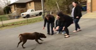 Perro labrador desaparecido durante largos cinco años logra reunirse con su familia Perro labrador desaparecido durante largos cinco años logra reunirse con su familia