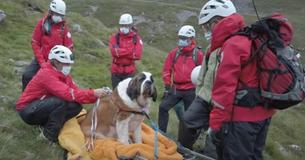120-Pound Dog Rescued After She Collapses On Mountain Hiking Excursion 120-Pound Dog Rescued After She Collapses On Mountain Hiking Excursion