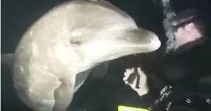 Mergulhador nadava no Havaí quando golfinho aparece implorando por sua ajuda Mergulhador nadava no Havaí quando golfinho aparece implorando por sua ajuda
