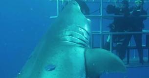 Se cree que este tiburón es el más grande del mundo Se cree que este tiburón es el más grande del mundo