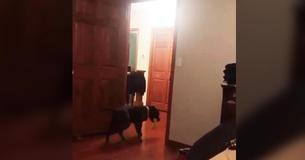 This Quirky Dog Will Only Enter The Room Backwards This Quirky Dog Will Only Enter The Room Backwards