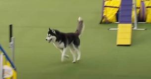 Un chien fait le malin dans une compétition de course à obstacles et fait craquer la foule ! Un chien fait le malin dans une compétition de course à obstacles et fait craquer la foule !