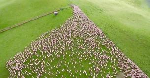Granjero publica un fascinante video de sus ovejas siendo acarreadas por sus perros Granjero publica un fascinante video de sus ovejas siendo acarreadas por sus perros