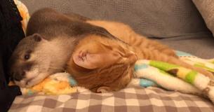 Otter And BFF Kitten Snuggle On Couch For Daily Naps And It’s Otterly Adorable Otter And BFF Kitten Snuggle On Couch For Daily Naps And It’s Otterly Adorable