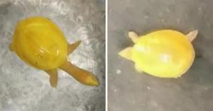 Farmer Stumbles Upon Rare Unseen Yellow Turtle That Has Animal Experts Bamboozled Farmer Stumbles Upon Rare Unseen Yellow Turtle That Has Animal Experts Bamboozled