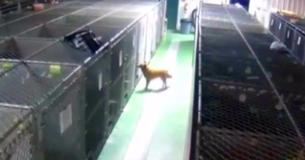Camera Films Dog Sneaking Out Of Her Kennel To Console Two Crying Foster Puppies Camera Films Dog Sneaking Out Of Her Kennel To Console Two Crying Foster Puppies