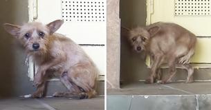 Good Samaritans Approach Terrified And Shaking Dog — The Rescue Is Gripping Hearts Good Samaritans Approach Terrified And Shaking Dog — The Rescue Is Gripping Hearts