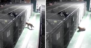 Une chienne sort d'un chenil pour réconforter des chiots en pleurs Une chienne sort d'un chenil pour réconforter des chiots en pleurs