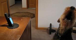 Hund savner ejer og ringer hende op på arbejdet, internettet knækker af grin Hund savner ejer og ringer hende op på arbejdet, internettet knækker af grin