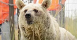 Lonely Bear Was Captured Alone In Rusty Cage For 30 Years But Look At Her When She Is Finally Freed Lonely Bear Was Captured Alone In Rusty Cage For 30 Years But Look At Her When She Is Finally Freed