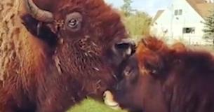 Meet Helen, A Blind Bison Who Lived A Lonely Life Until She Met A Little Calf To Love Meet Helen, A Blind Bison Who Lived A Lonely Life Until She Met A Little Calf To Love
