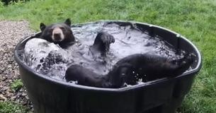 Bear Enjoys Pool Party Of One And Spreads Summer Mood Bear Enjoys Pool Party Of One And Spreads Summer Mood