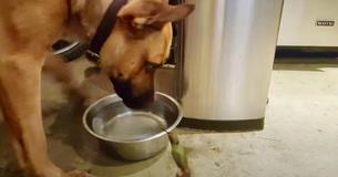 Una colibrí huérfana se enamora del perro que la rescató Una colibrí huérfana se enamora del perro que la rescató