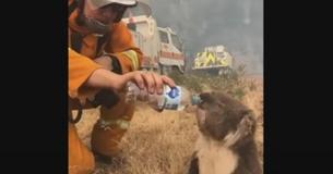 Furry Orphaned Koala Finds Comfort With Stuffed Animal After Losing Mom Furry Orphaned Koala Finds Comfort With Stuffed Animal After Losing Mom