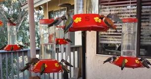 Group Of Lively Hummingbirds Feed At Same Time On Bird-Lover’s Porch Group Of Lively Hummingbirds Feed At Same Time On Bird-Lover’s Porch