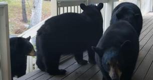 Bear Family Regularly Visits North Carolina Man Just To Say Hello Bear Family Regularly Visits North Carolina Man Just To Say Hello