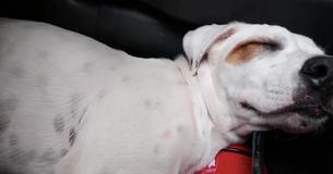 Man upptäcker hemlös hund som gör sig hemma i hans bil Man upptäcker hemlös hund som gör sig hemma i hans bil