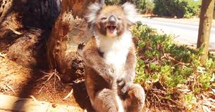 Koala Bear Is Pushed Out Of Tree And Has A Tantrum Koala Bear Is Pushed Out Of Tree And Has A Tantrum