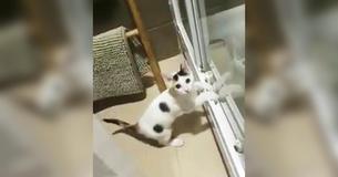 One Of These Cats Is Guilty Of Making A Big Mess One Of These Cats Is Guilty Of Making A Big Mess