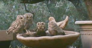 Adorable Family Of Screech Owls Enjoys Moment Of Relaxation In Backyard Birdbath Adorable Family Of Screech Owls Enjoys Moment Of Relaxation In Backyard Birdbath