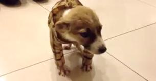 Un chiot proche de la fin de sa vie est ramené à la maison pour passer paisiblement le reste de ses jours mais étonne la mère et les filles Un chiot proche de la fin de sa vie est ramené à la maison pour passer paisiblement le reste de ses jours mais étonne la mère et les filles