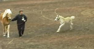 Tiny Foal Goes Bananas In The Ring At Horse Show — Steals Spotlight Tiny Foal Goes Bananas In The Ring At Horse Show — Steals Spotlight
