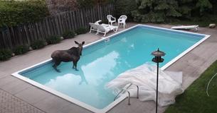 Family Woke Up To Find Moose In Backyard Swimming Pool Family Woke Up To Find Moose In Backyard Swimming Pool