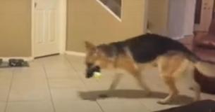 Família se assusta quando cão se joga em garotinha de 7 anos até descobrirem o que ele estava fazendo Família se assusta quando cão se joga em garotinha de 7 anos até descobrirem o que ele estava fazendo
