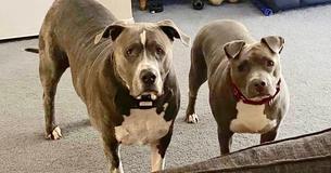 Postal Driver Adopts Pit Bull On Her Route After Dog’s Owner Passes Away Postal Driver Adopts Pit Bull On Her Route After Dog’s Owner Passes Away