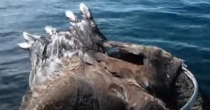 Un pescatore vede un'aquila calva che nuota verso la sua barca e cerca di salvarla Un pescatore vede un'aquila calva che nuota verso la sua barca e cerca di salvarla