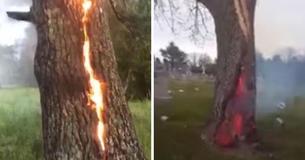 Tree Trunk Struck By Lightning Burns From Inside Out Tree Trunk Struck By Lightning Burns From Inside Out