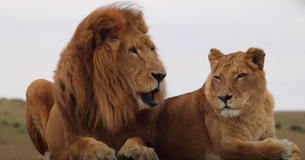 Circus Lions Spend Eight Years In Captivity — Get Freed And Touch Grass For First Time Circus Lions Spend Eight Years In Captivity — Get Freed And Touch Grass For First Time