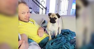 Pug Gets Jealous As Owner Watches Clips Of Other Dogs Pug Gets Jealous As Owner Watches Clips Of Other Dogs