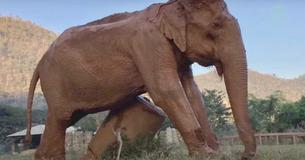 Elephant Cries After Being Rescued From 50 Years Of Mistreatment Elephant Cries After Being Rescued From 50 Years Of Mistreatment