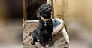 Pup in asiel geeft mensen die langs zijn kennel lopen een stralende glimlach in de hoop geadopteerd te worden Pup in asiel geeft mensen die langs zijn kennel lopen een stralende glimlach in de hoop geadopteerd te worden