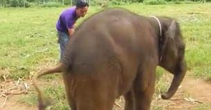 Chance To Hear Baby Elephant Giggle If Listeners Haven't Before Chance To Hear Baby Elephant Giggle If Listeners Haven't Before