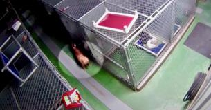 Sweet Shelter Dog Breaks Out Of Kennel In Order To Comfort Puppies Sweet Shelter Dog Breaks Out Of Kennel In Order To Comfort Puppies