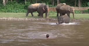 Baby Elephant Hurries To Rescue Her Favorite Human She Thought Was Drowning In River Baby Elephant Hurries To Rescue Her Favorite Human She Thought Was Drowning In River