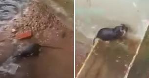 Determined Rat Mother Scurries In And Out Of Dirt Hole To Save Babies From Drowning Determined Rat Mother Scurries In And Out Of Dirt Hole To Save Babies From Drowning