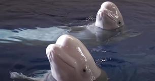 Two Beluga Whales Rescued From Performing As Show Animals In Aquarium Two Beluga Whales Rescued From Performing As Show Animals In Aquarium