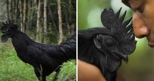 Rare Species Of Chicken Is Entirely Black From Its Feathers To Its Bones Rare Species Of Chicken Is Entirely Black From Its Feathers To Its Bones